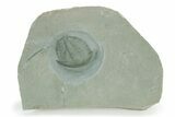 Lower Cambrian Trilobite (Termierella) - Issafen, Morocco #234551-1